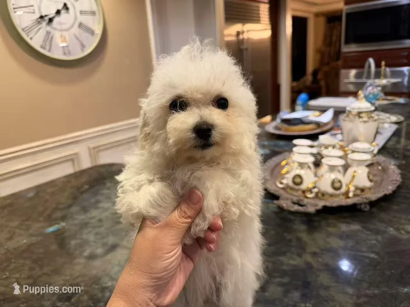 Cooper – Bichon Frise puppy for sale in Lake Elsinore, CA