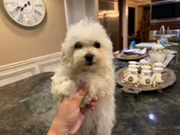 Cooper, a male Bichon Frise for sale in Lake Elsinore, CA – Photo 1 of 6