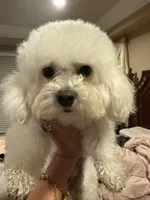 Cooper, a male Bichon Frise for sale in Lake Elsinore, CA – Photo 3 of 6