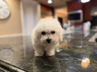 Cooper, a male Bichon Frise for sale in Lake Elsinore, CA – Photo 2 of 6