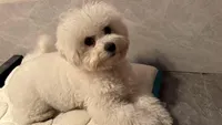 Cooper, a male Bichon Frise for sale in Lake Elsinore, CA – Photo 4 of 6
