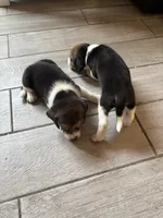 Honey, a female Beagle for sale in Lake Elsinore, CA – 8 of 10
