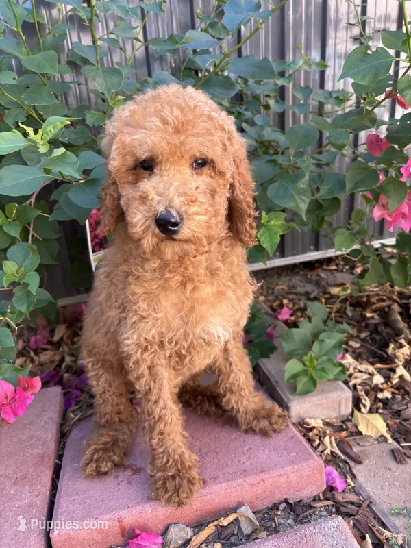 Honey – Poodle - Standard  puppy for sale in Lake Elsinore, CA