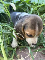 Molly, a female Beagle for sale in Lake Elsinore, CA – 2 of 9