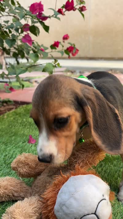 Zoey, a female Beagle for sale in Lake Elsinore, CA – 8 of 8