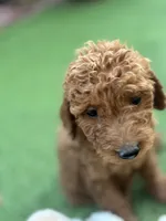 Cooper, a male Poodle - Standard  for sale in Lake Elsinore, CA – 2 of 10