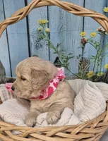 Pink collar, a female Golden Retriever for sale in Helenwood, TN – Photo 2 of 3