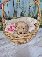 Pink collar, a female Golden Retriever for sale in Helenwood, TN – Photo 3 of 3