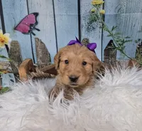 Purple Collar, a female Golden Retriever for sale in Helenwood, TN – Photo 2 of 3