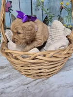 Purple Collar, a female Golden Retriever for sale in Helenwood, TN – Photo 3 of 3