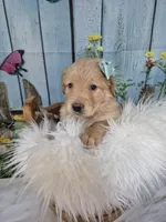 Lime Collar, a female Golden Retriever for sale in Helenwood, TN – Photo 1 of 5