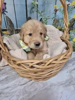 Lime Collar, a female Golden Retriever for sale in Helenwood, TN – Photo 2 of 5