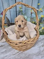 Lime Collar, a female Golden Retriever for sale in Helenwood, TN – Photo 4 of 5