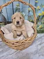 Lime Collar, a female Golden Retriever for sale in Helenwood, TN – Photo 3 of 5
