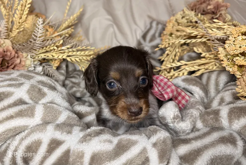 Chocolate & tan piebald  – Miniature Dachshund puppy for sale in Winter Haven, FL