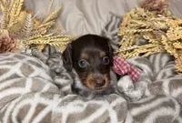 Chocolate & tan piebald , a female Miniature Dachshund for sale in Winter Haven, FL – 1 of 3