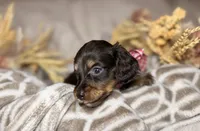 Chocolate & tan female , a female Miniature Dachshund for sale in Winter Haven, FL – 2 of 4