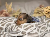 Chocolate dapple male , a male Miniature Dachshund for sale in Winter Haven, FL – 2 of 6