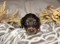 Chocolate & tan piebald , a female Miniature Dachshund for sale in Winter Haven, FL – 2 of 3