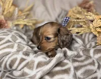Chocolate dapple male , a male Miniature Dachshund for sale in Winter Haven, FL – 4 of 6