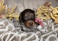Chocolate & tan piebald , a female Miniature Dachshund for sale in Winter Haven, FL – 3 of 3