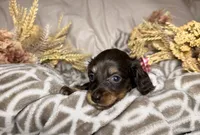 Chocolate & tan female , a female Miniature Dachshund for sale in Winter Haven, FL – 4 of 4