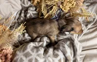 Chocolate dapple male , a male Miniature Dachshund for sale in Winter Haven, FL – 5 of 6