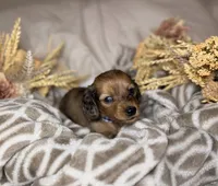 Chocolate dapple male , a male Miniature Dachshund for sale in Winter Haven, FL – 3 of 6