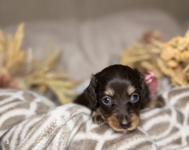 Chocolate & tan female  – Miniature Dachshund puppy for sale in Winter Haven, FL