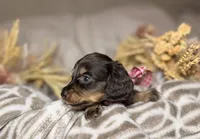 Chocolate & tan female , a female Miniature Dachshund for sale in Winter Haven, FL – 3 of 4