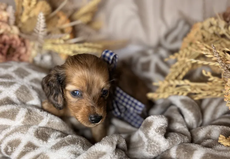 Chocolate dapple male  – Miniature Dachshund puppy for sale in Winter Haven, FL