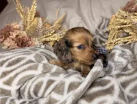 Chocolate dapple male , a male Miniature Dachshund for sale in Winter Haven, FL – 6 of 6