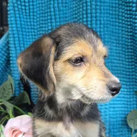 Sadie/Pocket Beagle Poo, a female Beagle and Poodle - Miniature  for sale in Metamora, IL – 4 of 7