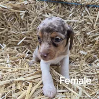 Carla , a female Beagle for sale in Metamora, IL – 2 of 8