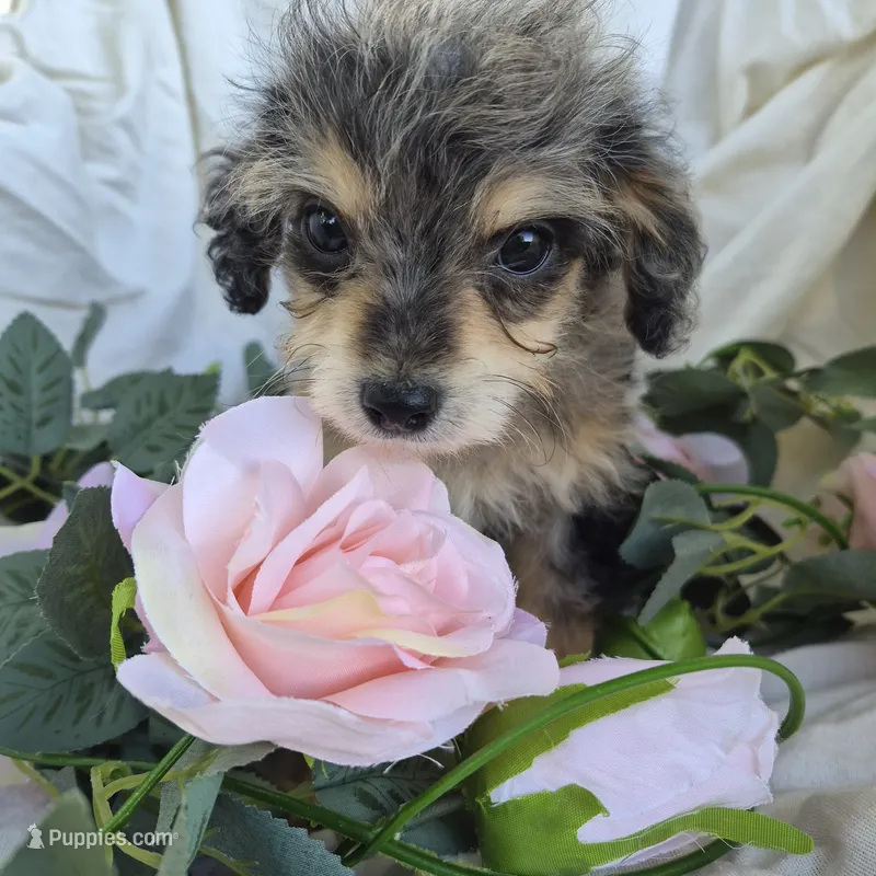 Molly – Beagle, Poodle - Miniature  puppy for sale in Metamora, IL