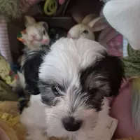 Spot, a male Chihuahua and Poodle - Toy  for sale in Metamora, IL – Photo 7 of 7