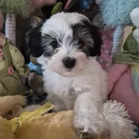 Spot, a male Chihuahua and Poodle - Toy  for sale in Metamora, IL – Photo 4 of 7