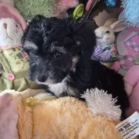 Sam, a male Chihuahua and Poodle - Toy  for sale in Metamora, IL – Photo 3 of 5