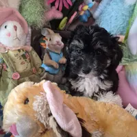 Sam, a male Chihuahua and Poodle - Toy  for sale in Metamora, IL – Photo 5 of 5