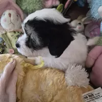 Spot, a male Chihuahua and Poodle - Toy  for sale in Metamora, IL – Photo 3 of 7