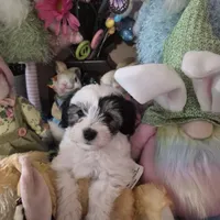 Spot, a male Chihuahua and Poodle - Toy  for sale in Metamora, IL – Photo 2 of 7