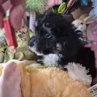 Sam, a male Chihuahua and Poodle - Toy  for sale in Metamora, IL – Photo 4 of 5