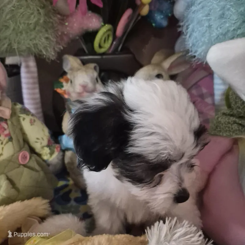 Spot – Chihuahua, Poodle - Toy  puppy for sale in Metamora, IL