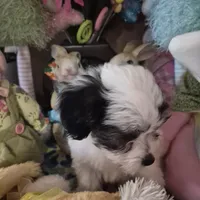 Spot, a male Chihuahua and Poodle - Toy  for sale in Metamora, IL – Photo 1 of 7