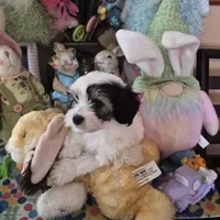 Spot, a male Chihuahua and Poodle - Toy  for sale in Metamora, IL – Photo 6 of 7