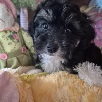 Sam, a male Chihuahua and Poodle - Toy  for sale in Metamora, IL – Photo 2 of 5