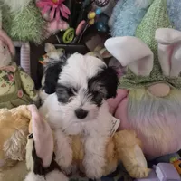 Spot, a male Chihuahua and Poodle - Toy  for sale in Metamora, IL – Photo 5 of 7