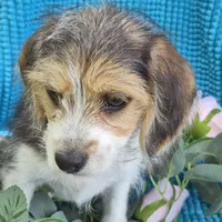 Sophie, a female Beagle and Poodle - Miniature  for sale in Metamora, IL – 1 of 5
