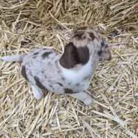 Carla , a female Beagle for sale in Metamora, IL – 4 of 8