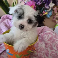 Clara, a female Pomeranian and Poodle - Toy  for sale in Metamora, IL – Photo 1 of 9